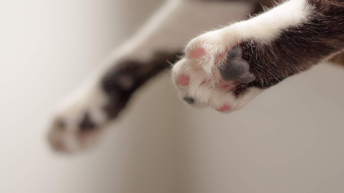 For Cats
