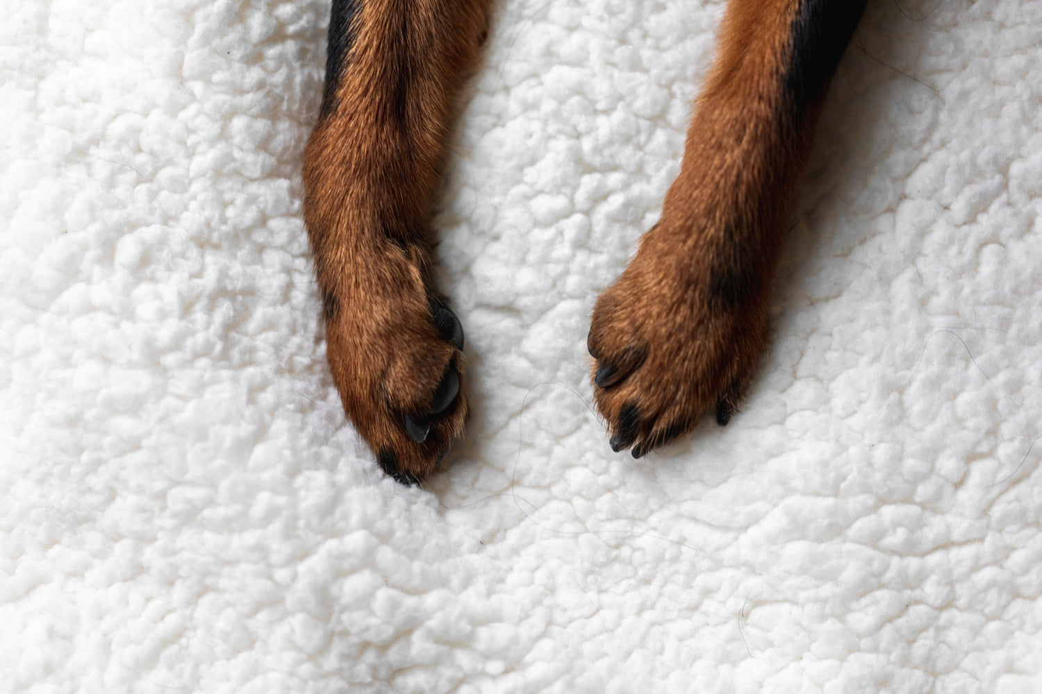 For Dogs