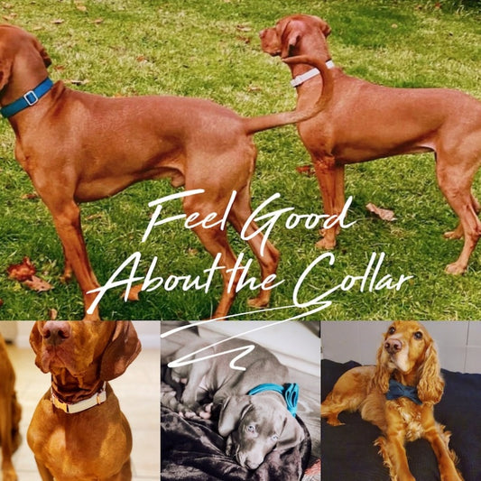 Personalised Velvet Dog Collar & Lead Set with Bow – Multiple Colours