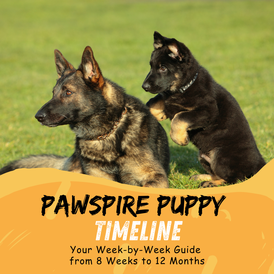 Pawspire Puppy Timeline
